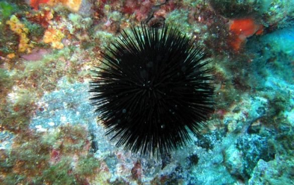 Black Sea Urchin