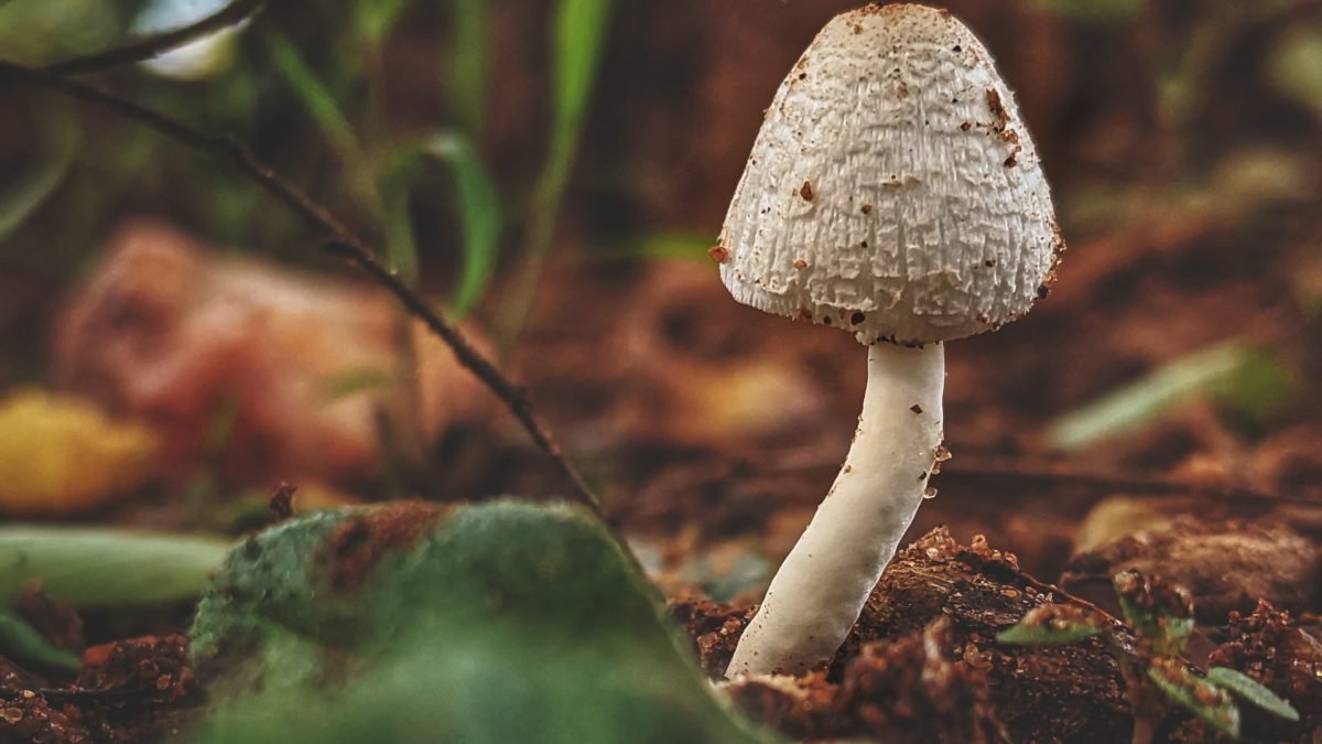 Australia Becomes First Country to Approve Psychedelic Therapy