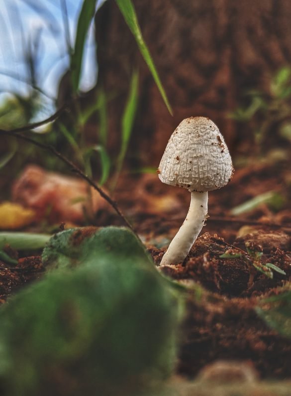 Magic mushrooms as psychedelic treatment.