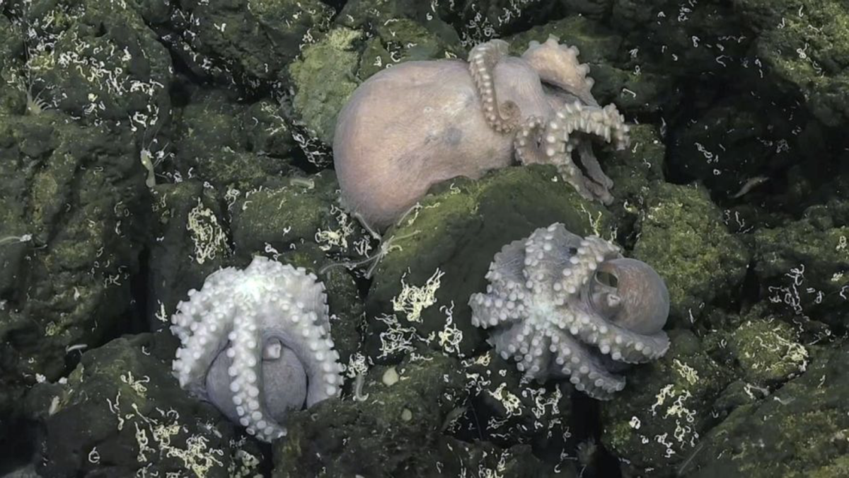 New Deep Sea Octopus Nursery Discovered Off Coast of Costa Rica