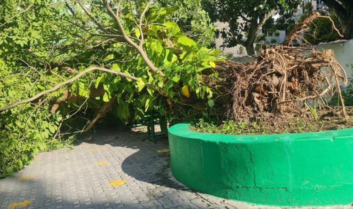 Fallen Tree Brings Admirers to Tears