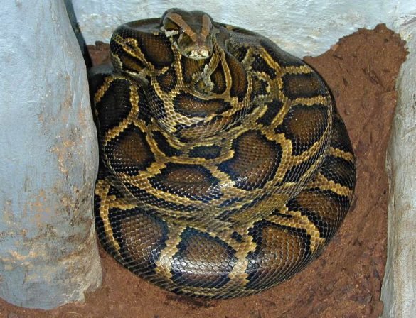 Burmese pythons