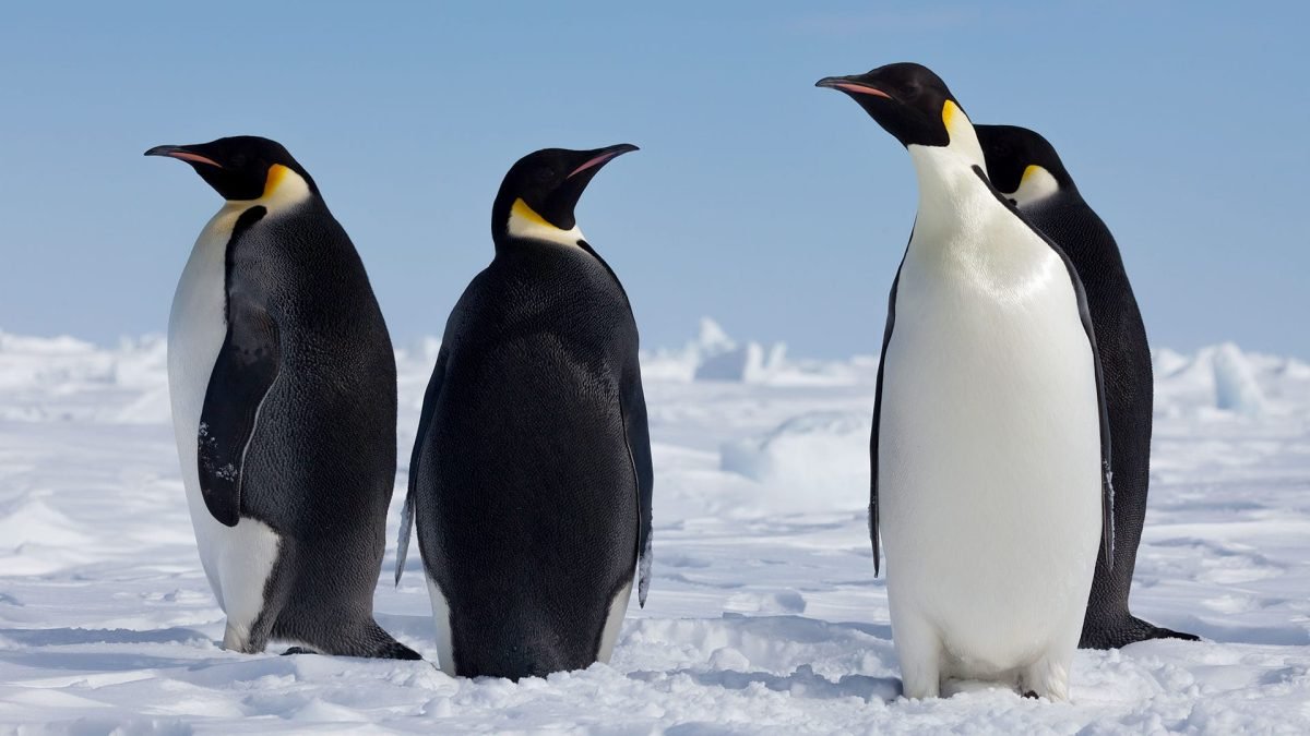 Sea Ice Decline Puts Emperor Penguins on Brink of Extinction