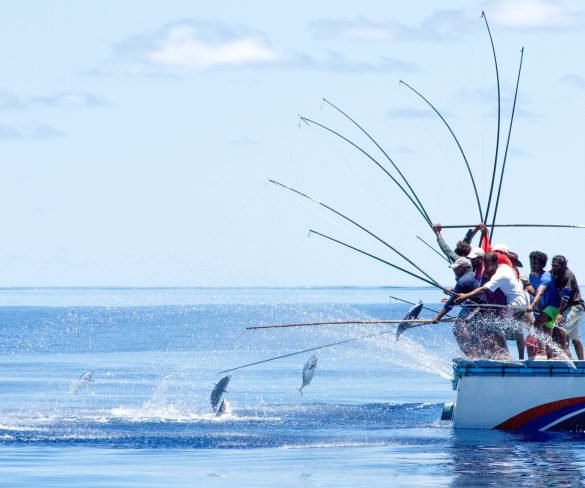 Maldivian fishermen use pole and line fishing method to catch tuna (Photo: MIFCO)