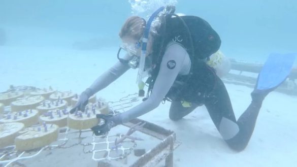 coral reef restoration show promise