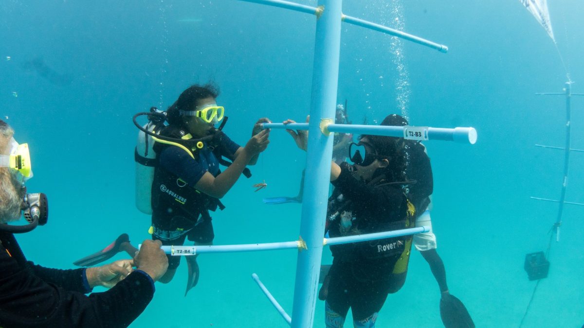 Coral Cultivation Begins Under Rasfari Reef Restoration Project