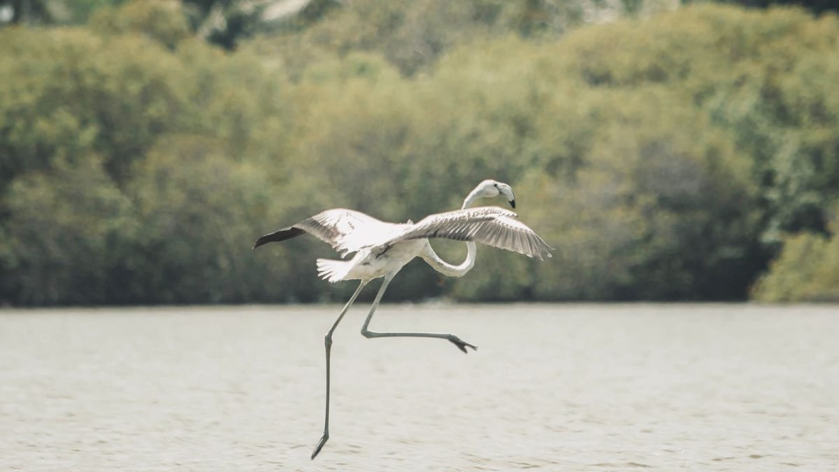 EPA Cautions Against Capture, Distress to Migratory Birds