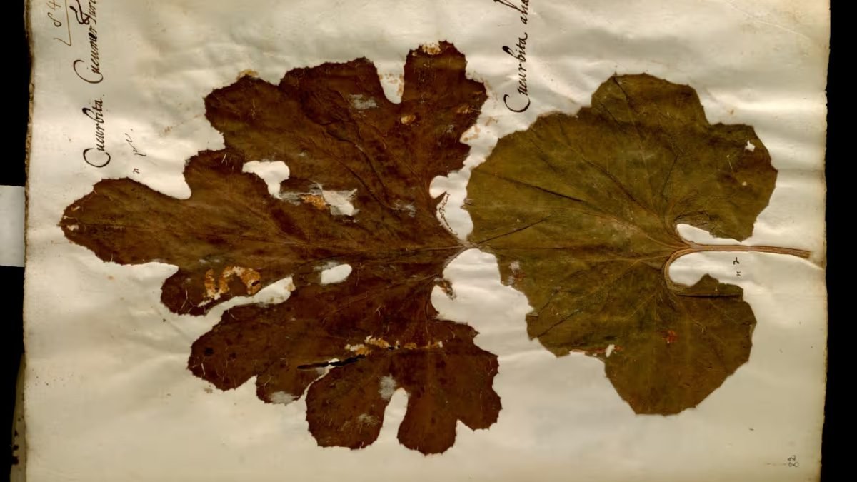 500-Year-Old Pressed Flowers Shed Light on Ecological Changes in Northern Italy