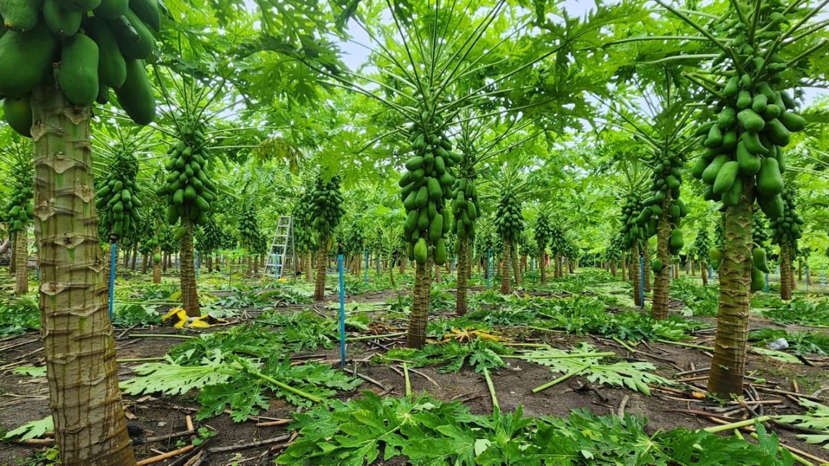 Food Prices Will Be Controlled for Ramadan: Ministry of Agriculture