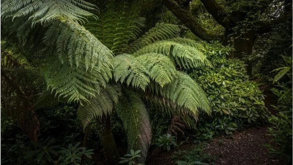 Fossilised forest