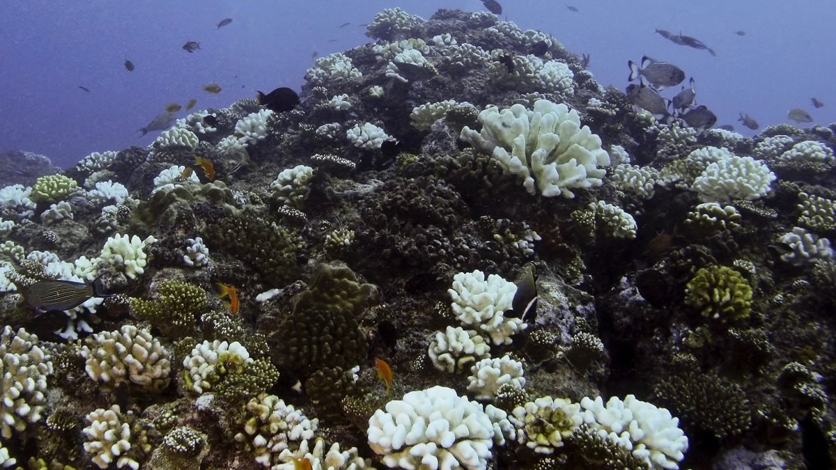 Dire Outlook for Coral Reefs in Maldives, Warns MMRI