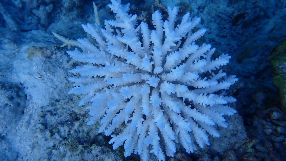 Potentially Catastrophic Coral Bleaching Evident in Maldives’ Reefs