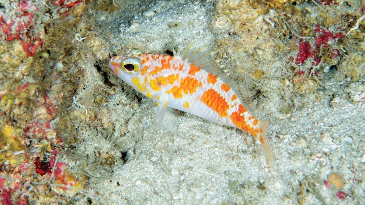 Researchers Discover New Species of Perchlet in Maldives